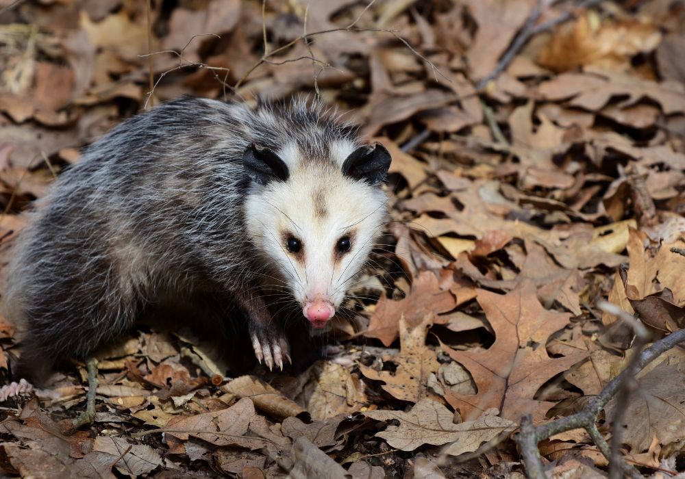 Possum Facts and Meaning