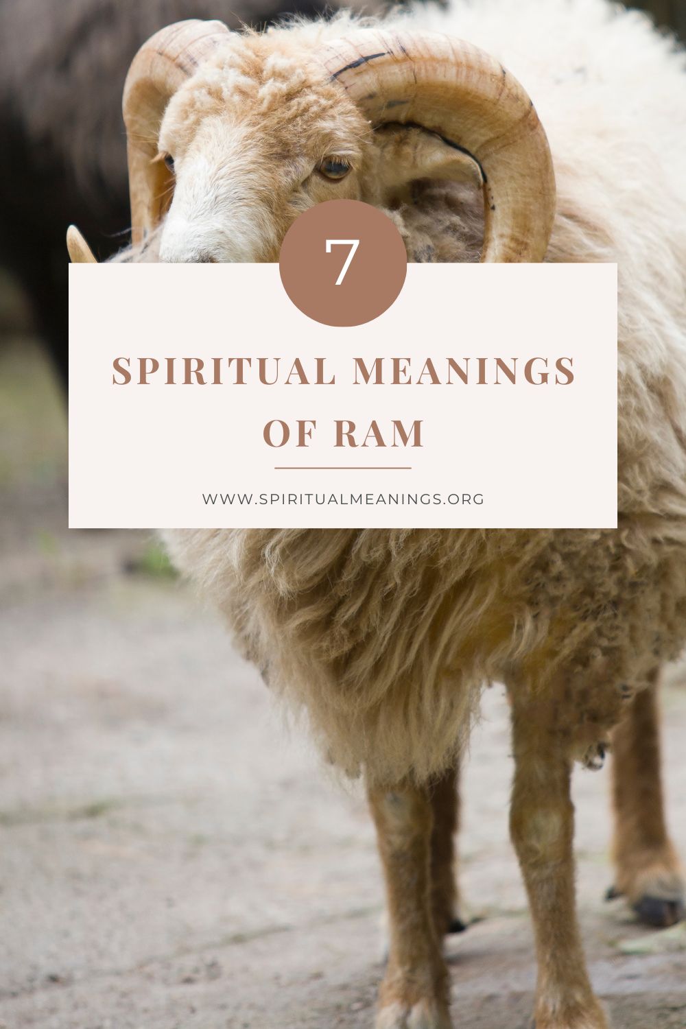 Ram Spirit Animal