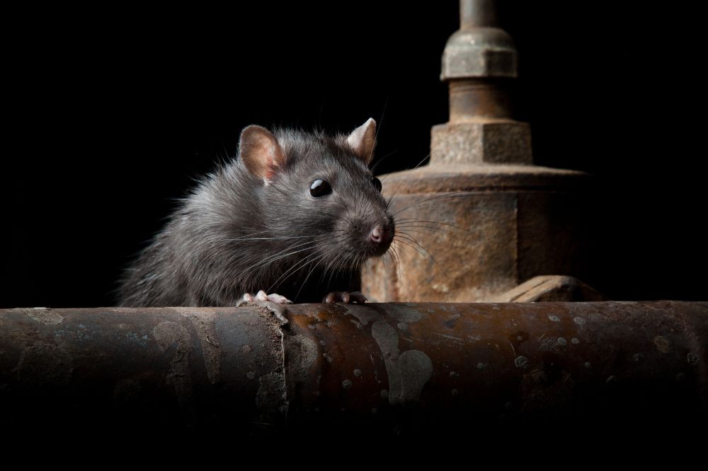 Rat Symbolism & Spiritual Meanings In Different Cultures