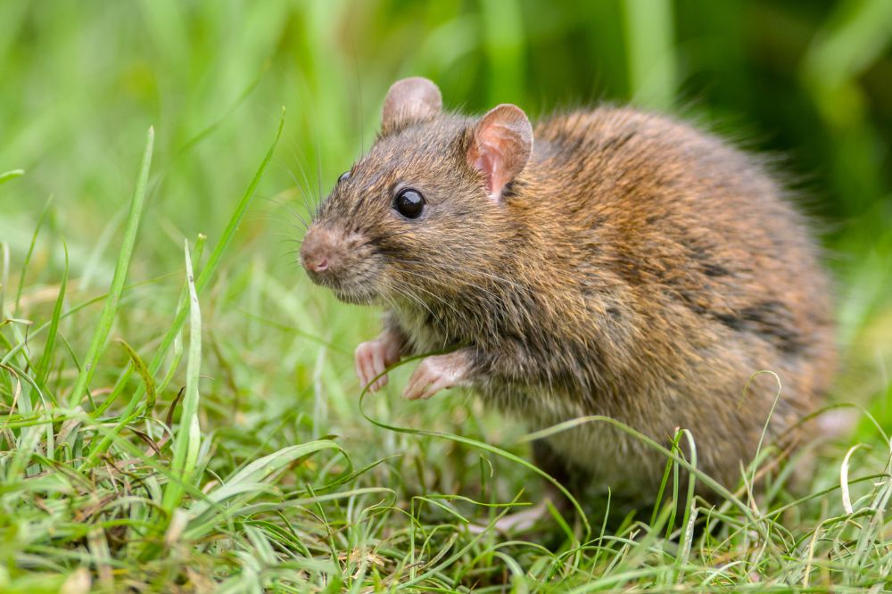 Rat as a Spirit Animal and its Spiritual Meanings