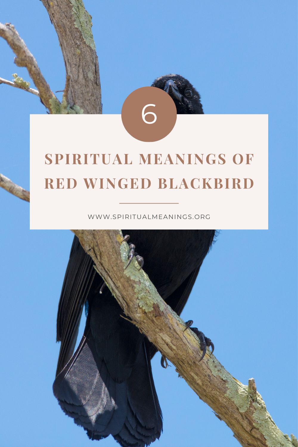 Red winged blackbirds in native American symbolism (Spiritual Meanings)