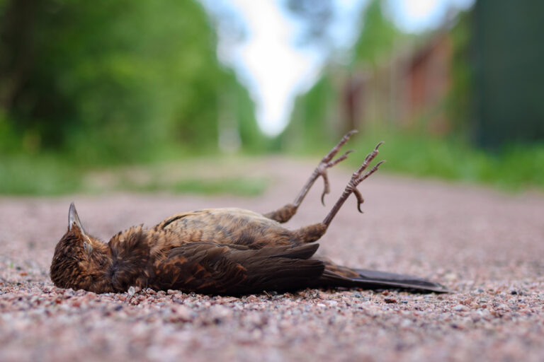 9 Spiritual Meanings Of Dead Bird