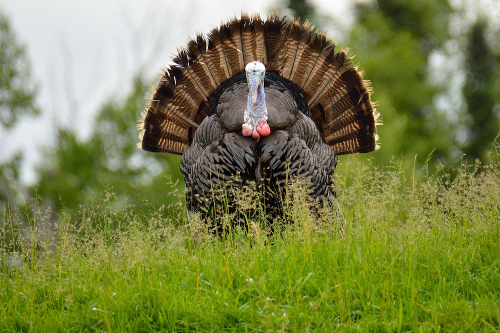 Seeing a Turkey Cross Your Path Spiritual Meanings