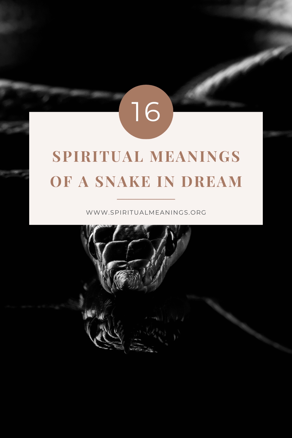 Spiritual Meanings of A Snake In Dream