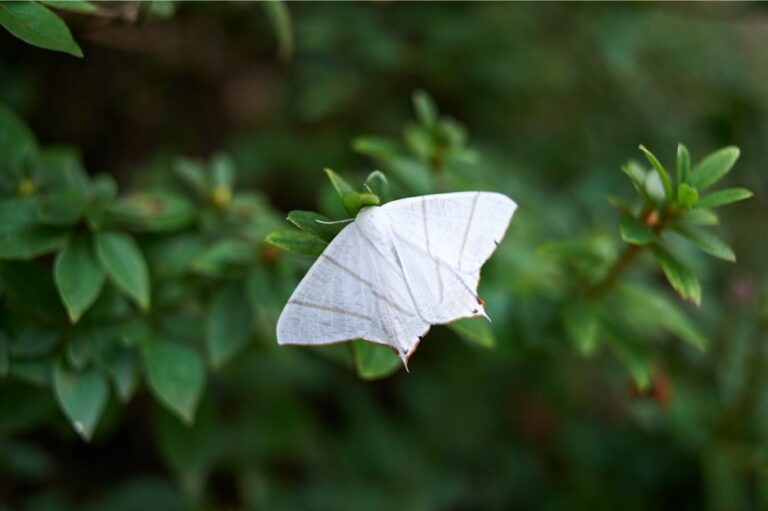 11 Spiritual Meanings of White Moth