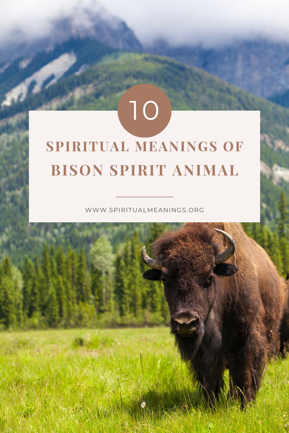 Spiritual Meanings Of A Bison As Your Spirit Animal