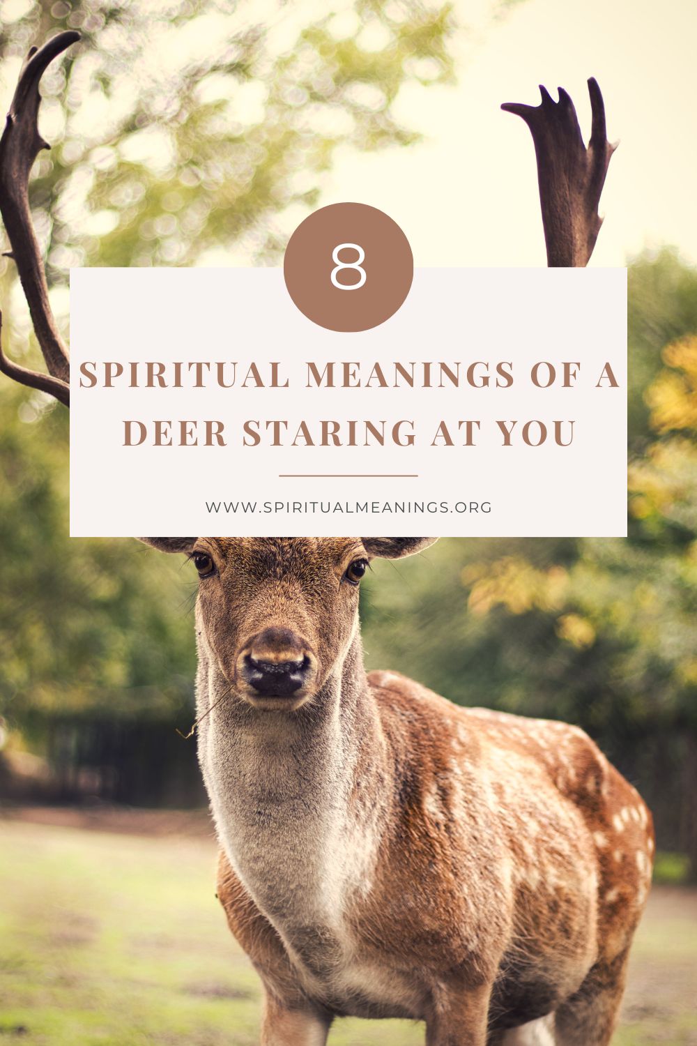 Spiritual Meanings Of A Deer Staring At You