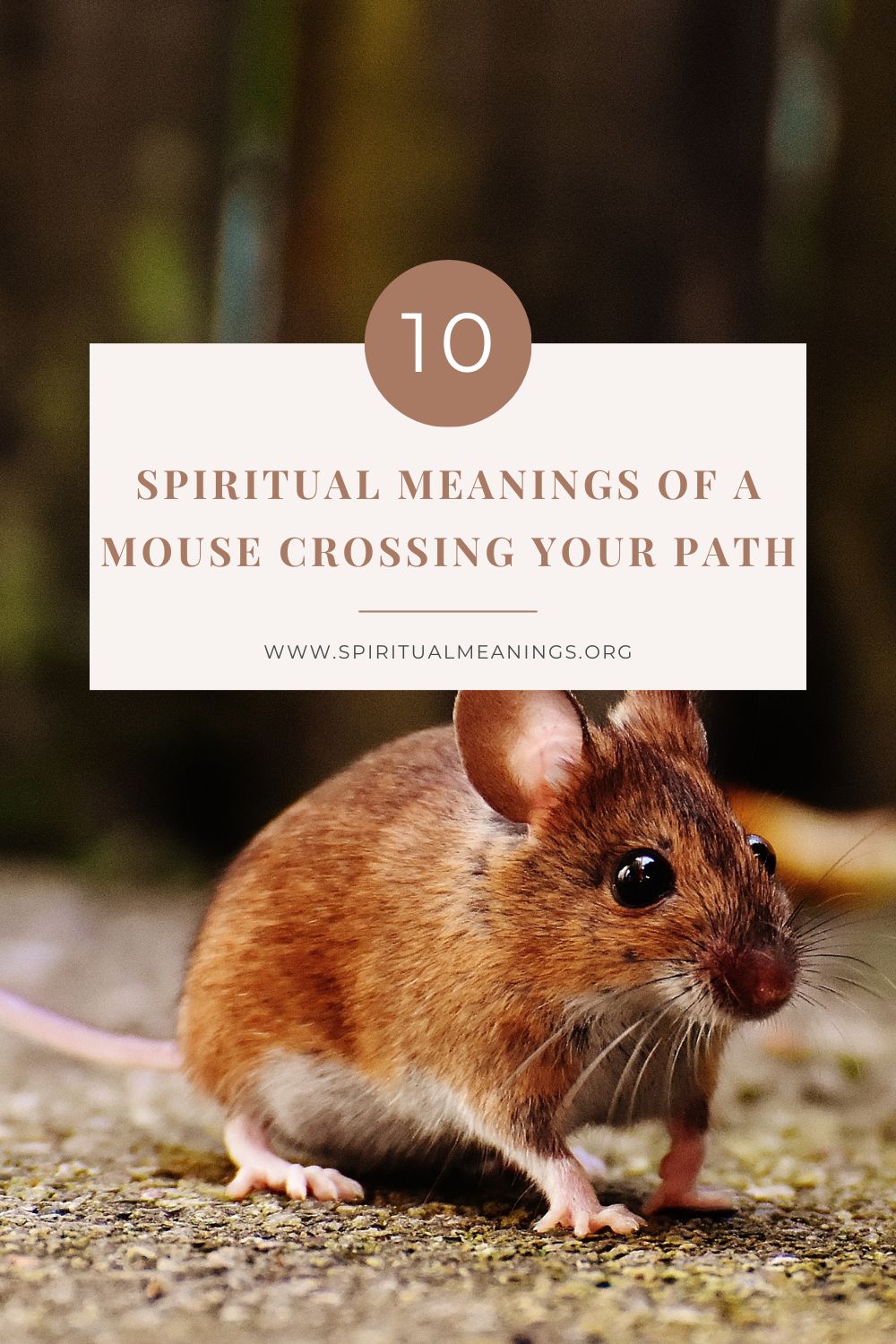 Spiritual Meanings Of A Mouse Crossing Your Path