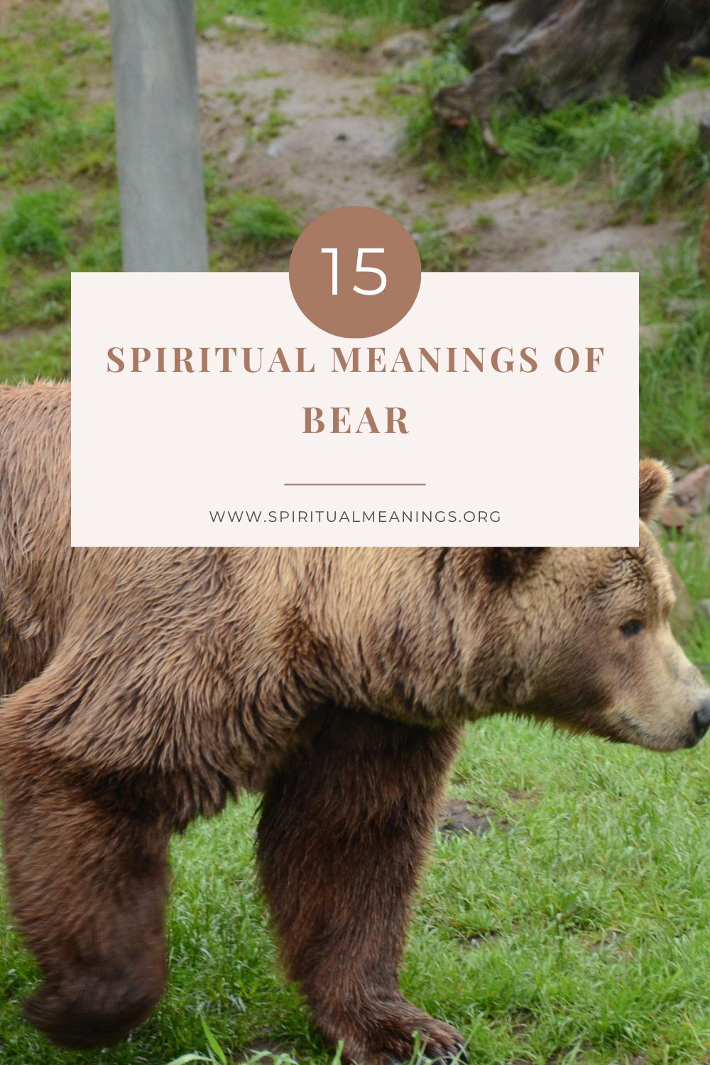 Spiritual Meanings Of Bear