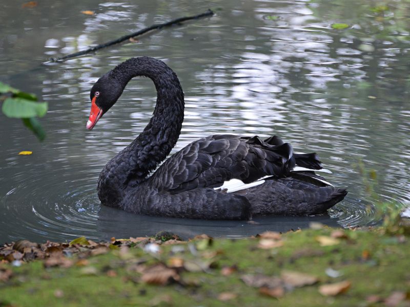 Spiritual Meanings Of Black Swan