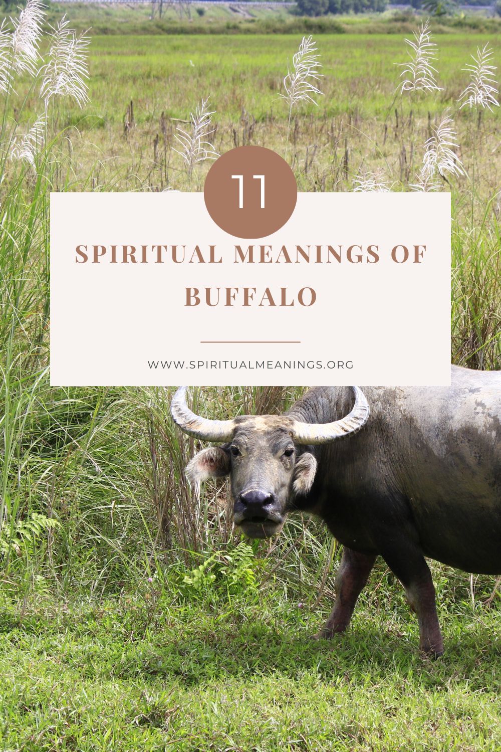 Spiritual Meanings Of Buffalo