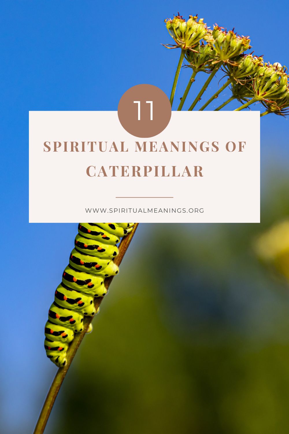 Spiritual Meanings Of Caterpillar