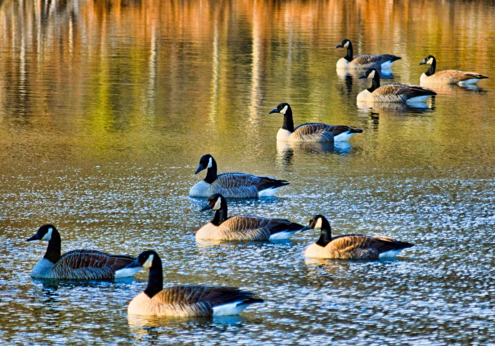 Spiritual Meanings Of Geese