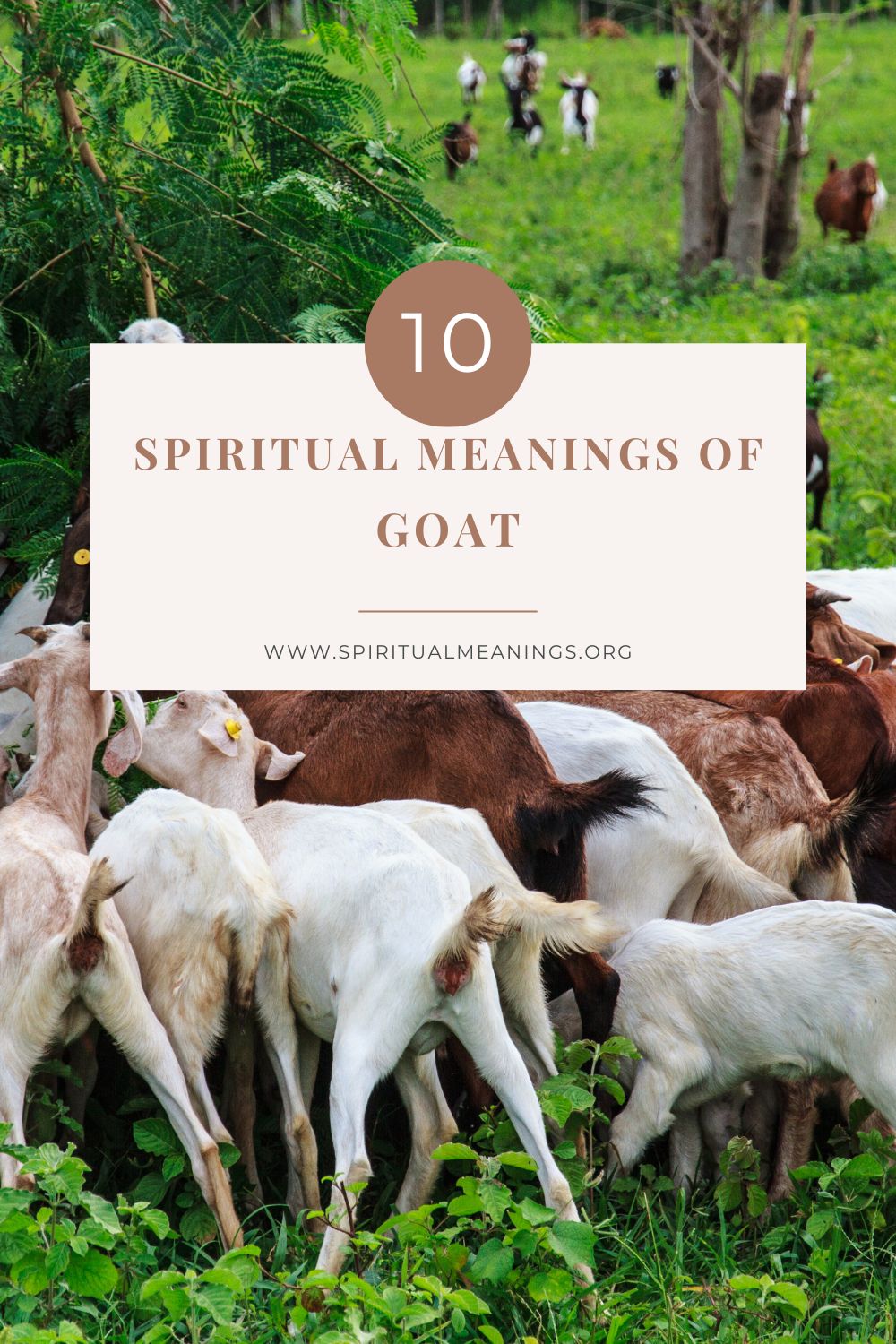 Spiritual Meanings Of Goat