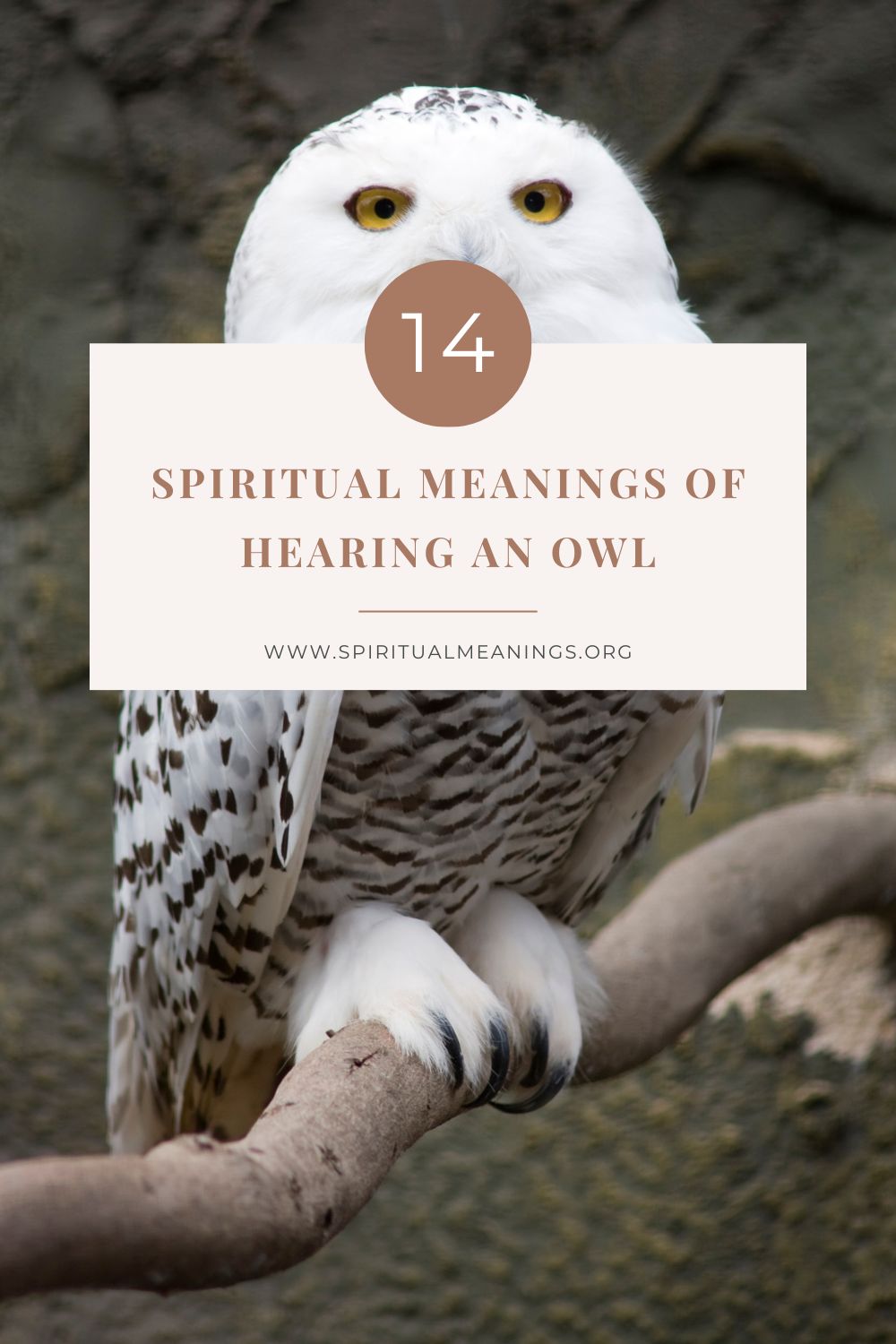 Spiritual Meanings Of Hearing An Owl