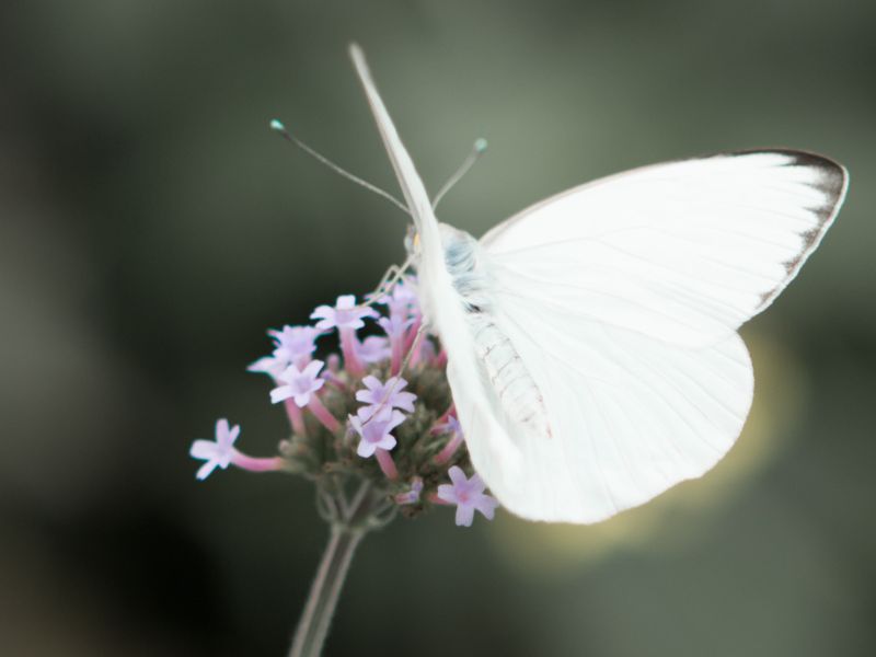 Spiritual Meanings Of Seeing A White Butterfly