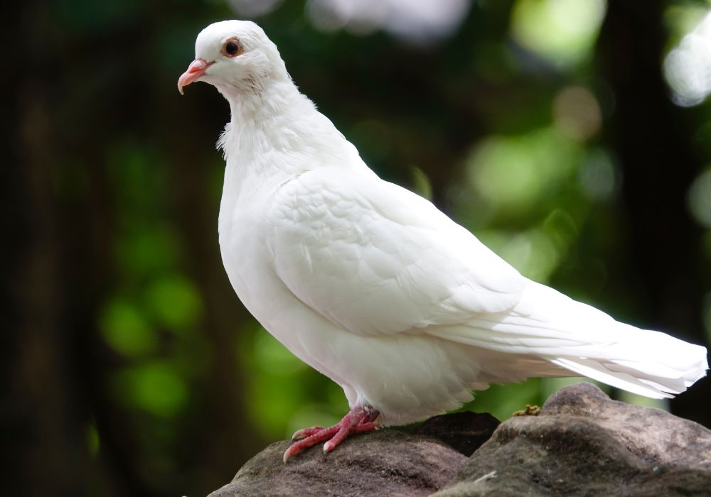 Spiritual Meanings Of Seeing A White Pigeon