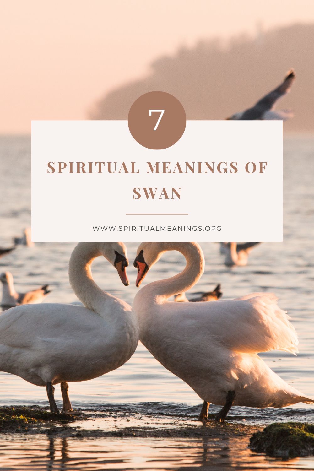 7 Spiritual Meanings Of Swan