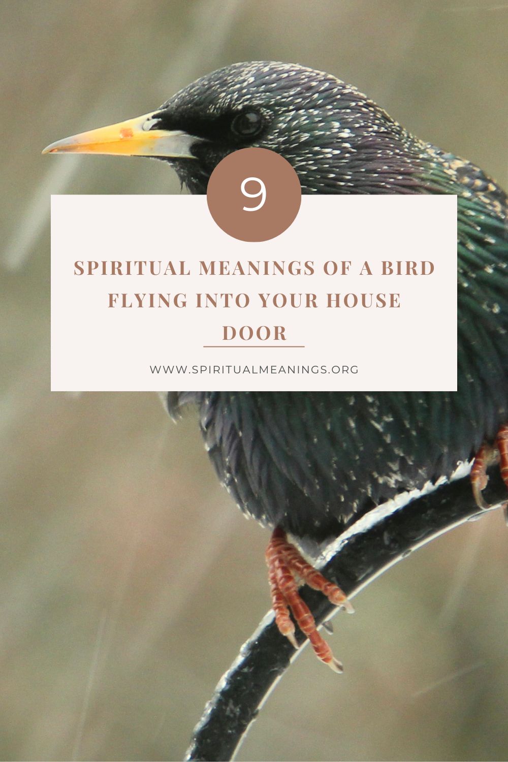 Spiritual Meanings of A Bird Flying Into Your House Door