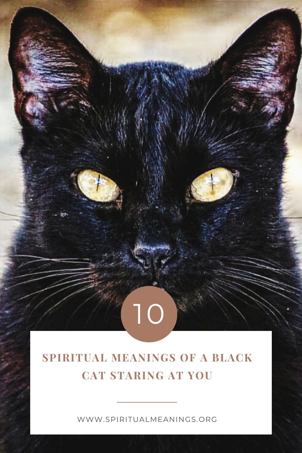 Spiritual Meanings of A Black Cat Staring At You