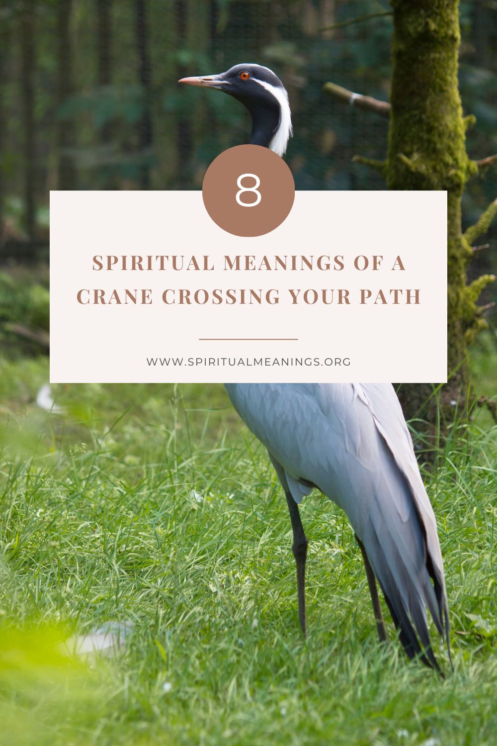 Spiritual Meanings of A Crane Crossing Your Path