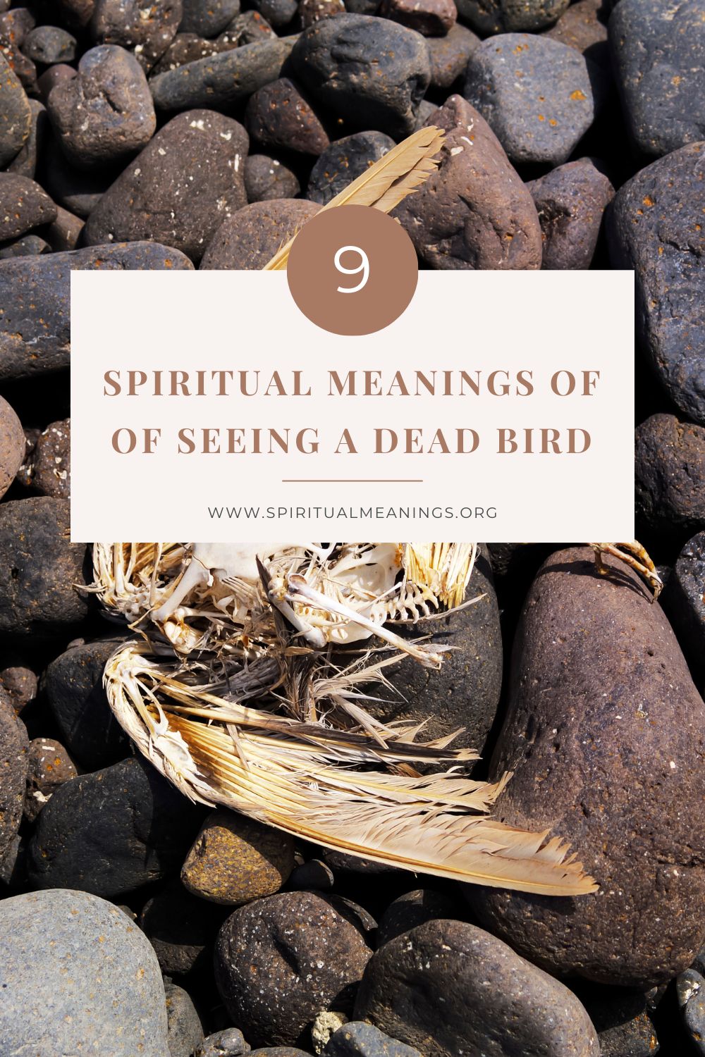 Spiritual Meanings of A Dead Bird Encounter
