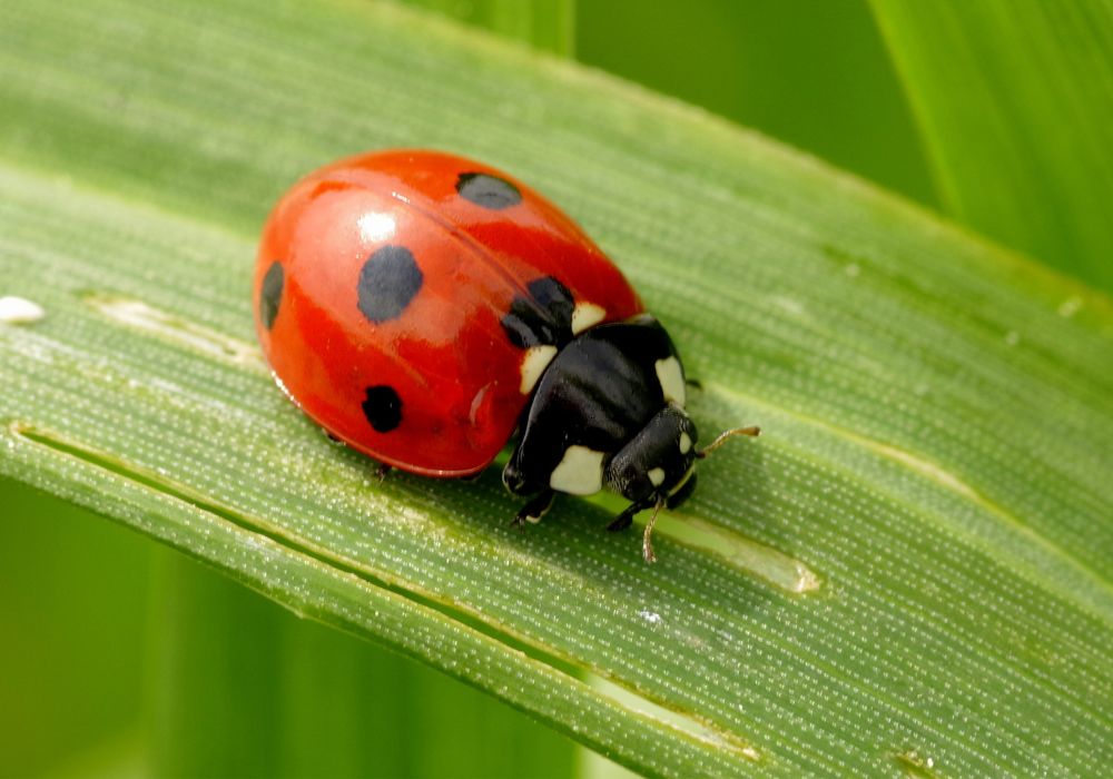 Spiritual Meanings of A Ladybug Landing on You