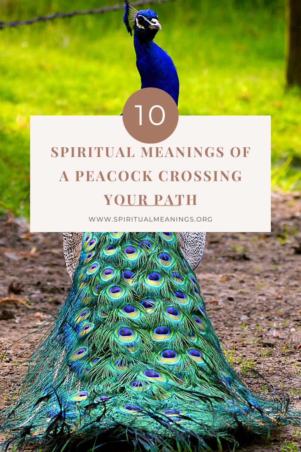 Spiritual Meanings of A Peacock Crossing Your Path