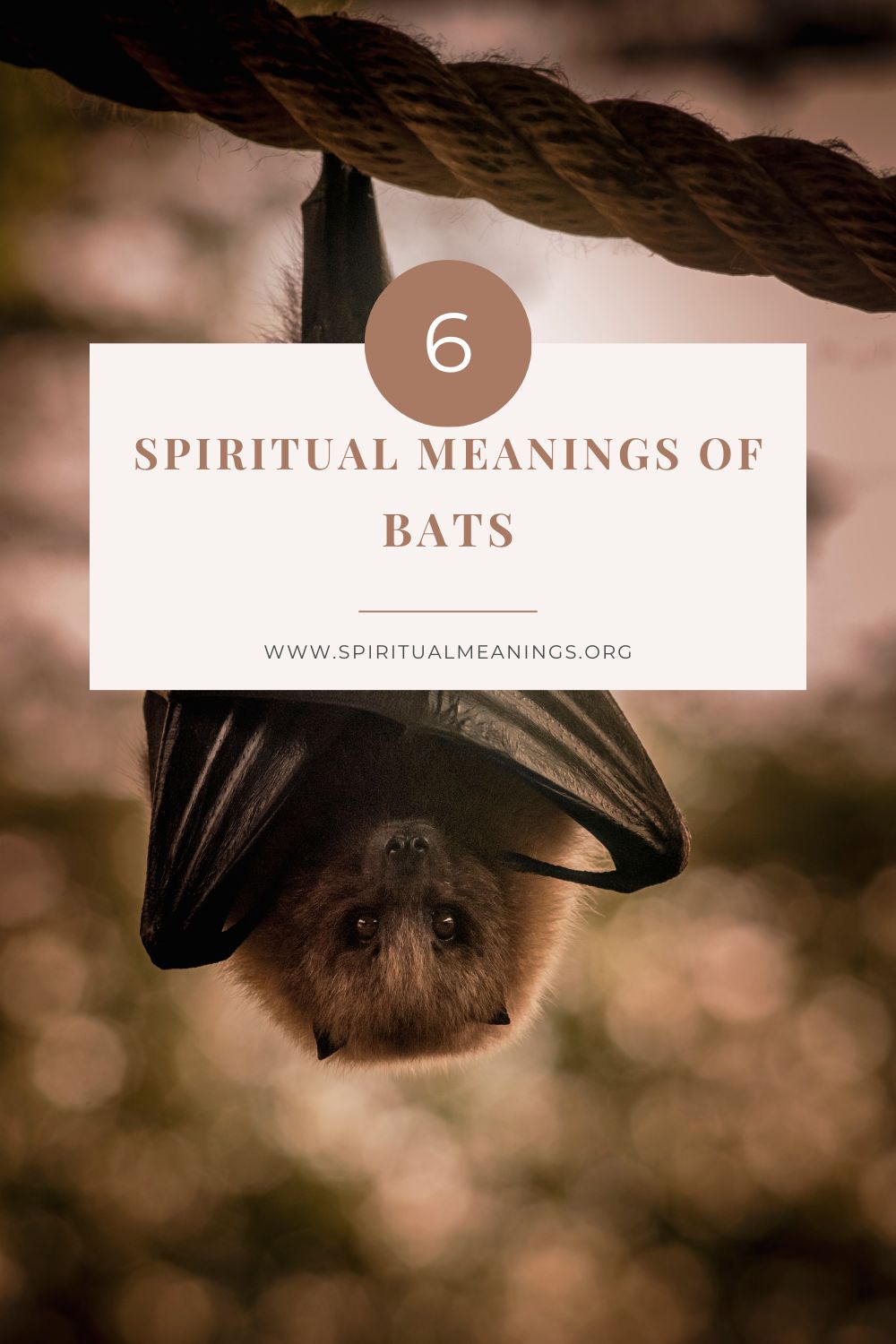 Spiritual Meanings of Bats