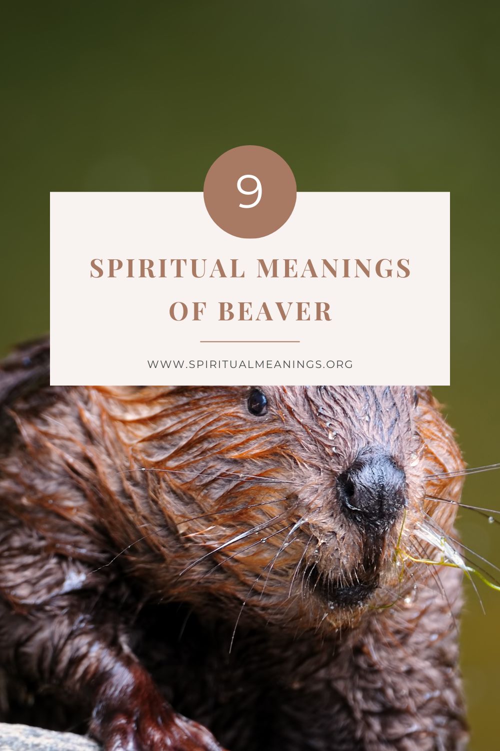 Spiritual Meanings of Beaver