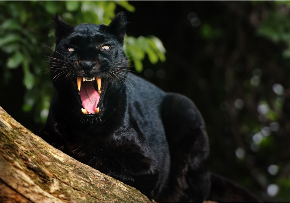 Spiritual Meanings of Black Panther