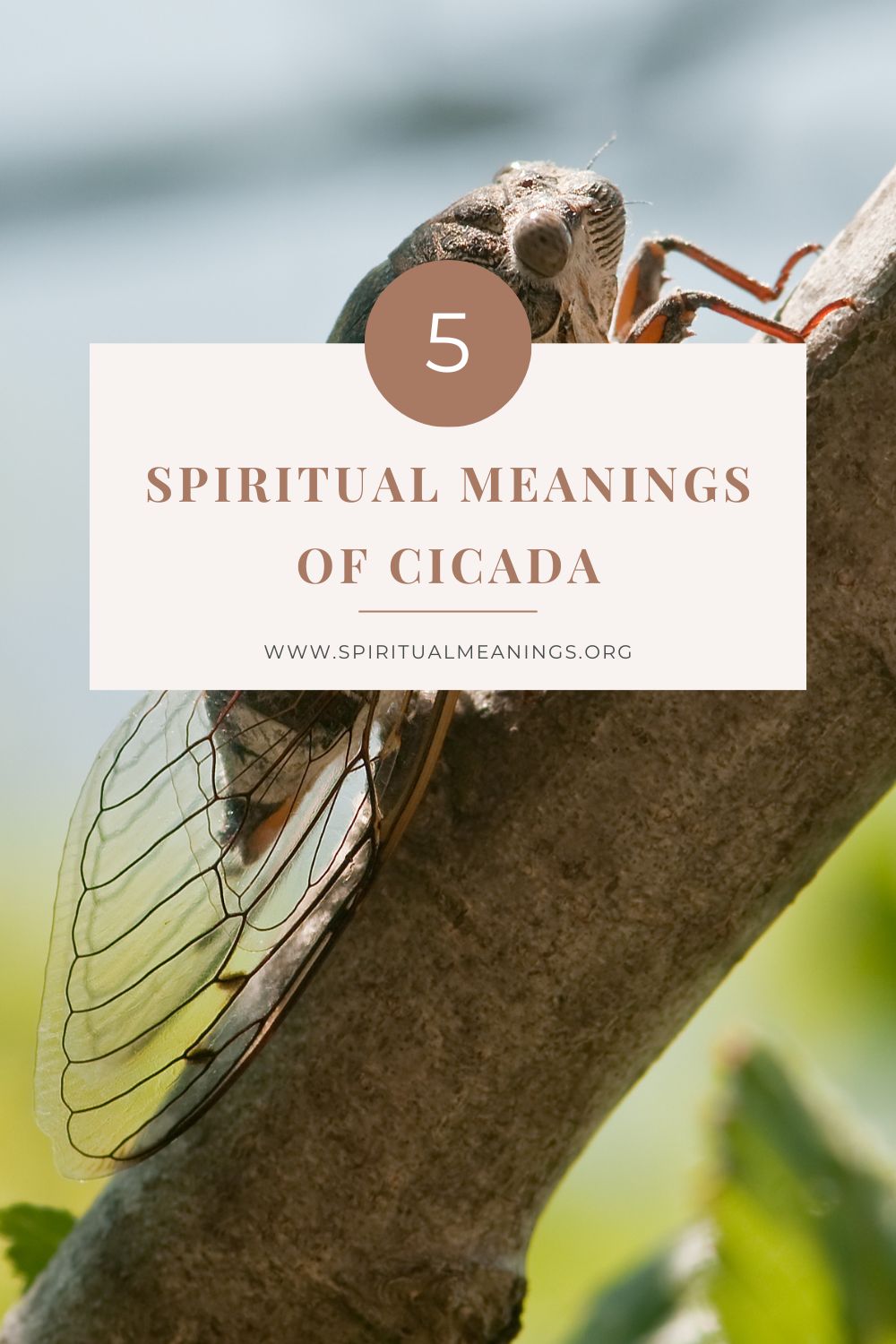 Spiritual Meanings of Cicada