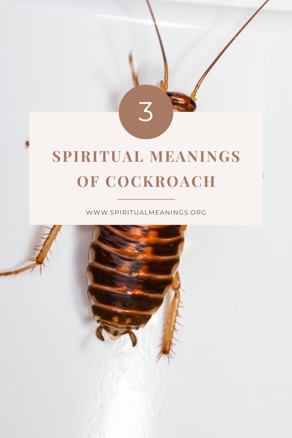 Spiritual Meanings of Cockroach