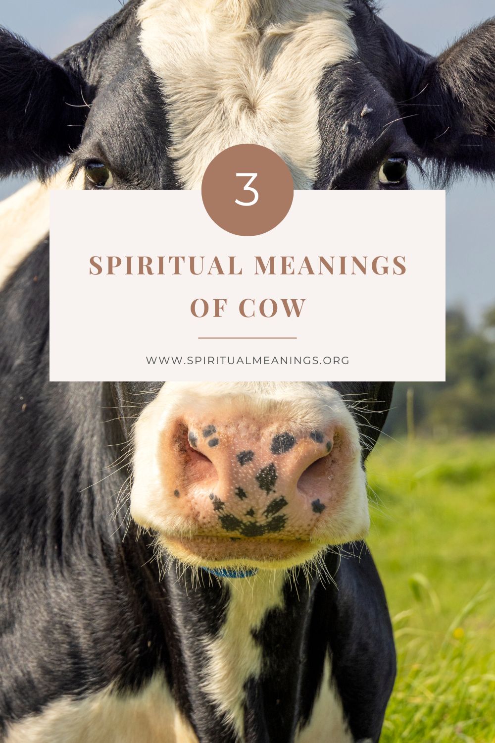 Spiritual Meanings of Cow