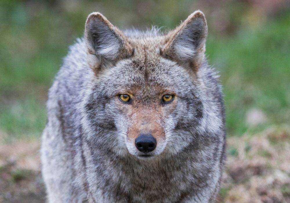 Spiritual Meanings of Coyote
