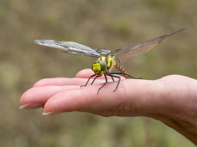 Spiritual Meanings of Dragonfly Landing on You