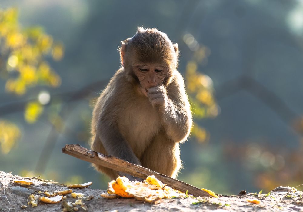 Spiritual Meanings of Encountering Monkeys