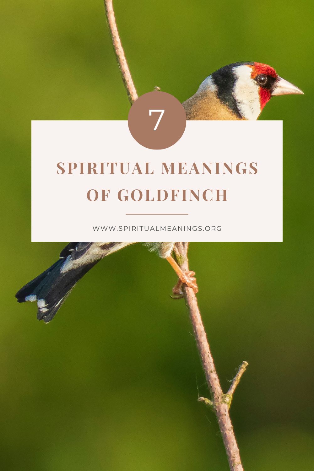 Spiritual Meanings of Goldfinch