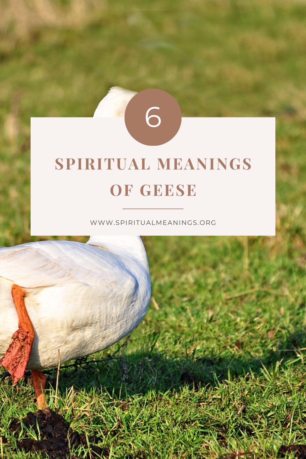Spiritual Meanings Of Geese