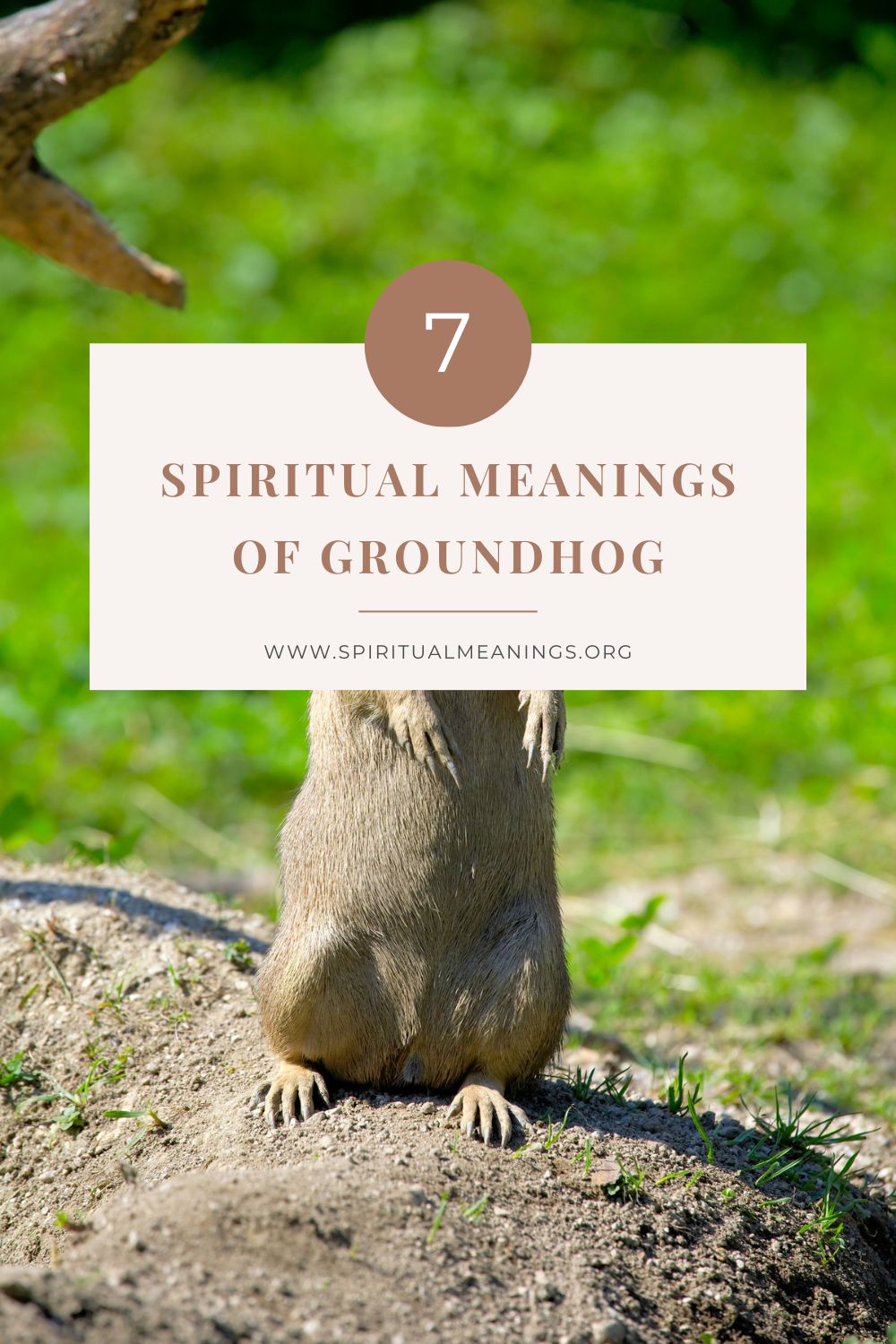 Spiritual Meanings of Groundhog