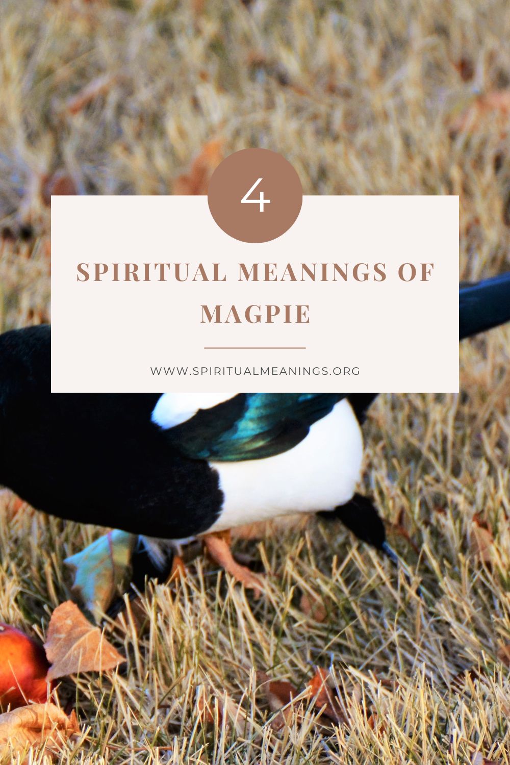 Spiritual Meanings of Magpie
