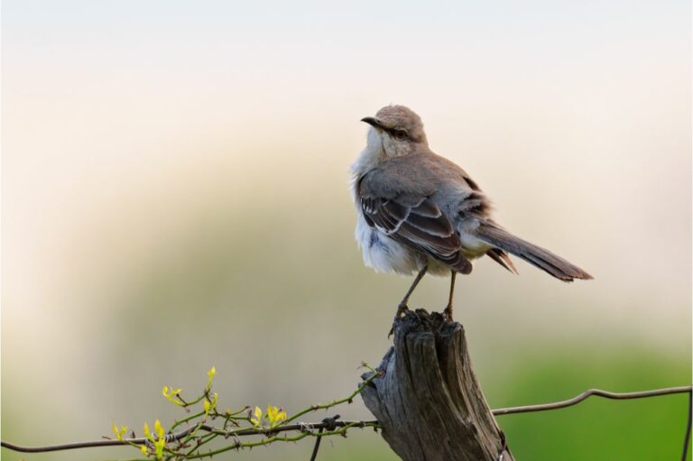 13 Spiritual Meanings of Mockingbird (Symbolism)