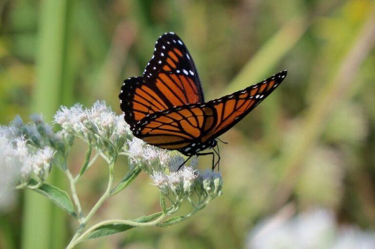 13 Spiritual Meanings of Monarch Butterfly (Symbolism)
