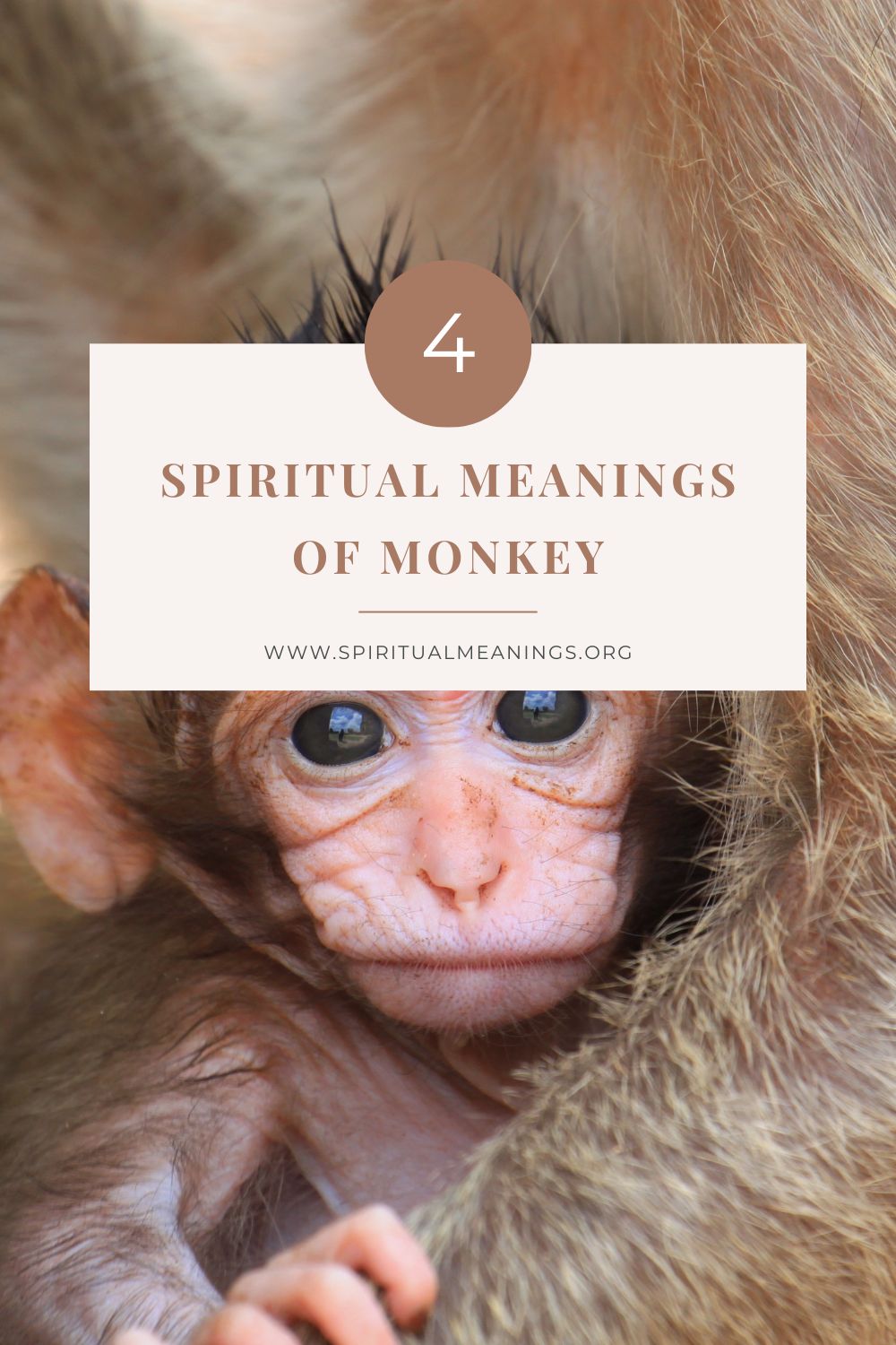 Spiritual Meanings of Monkey