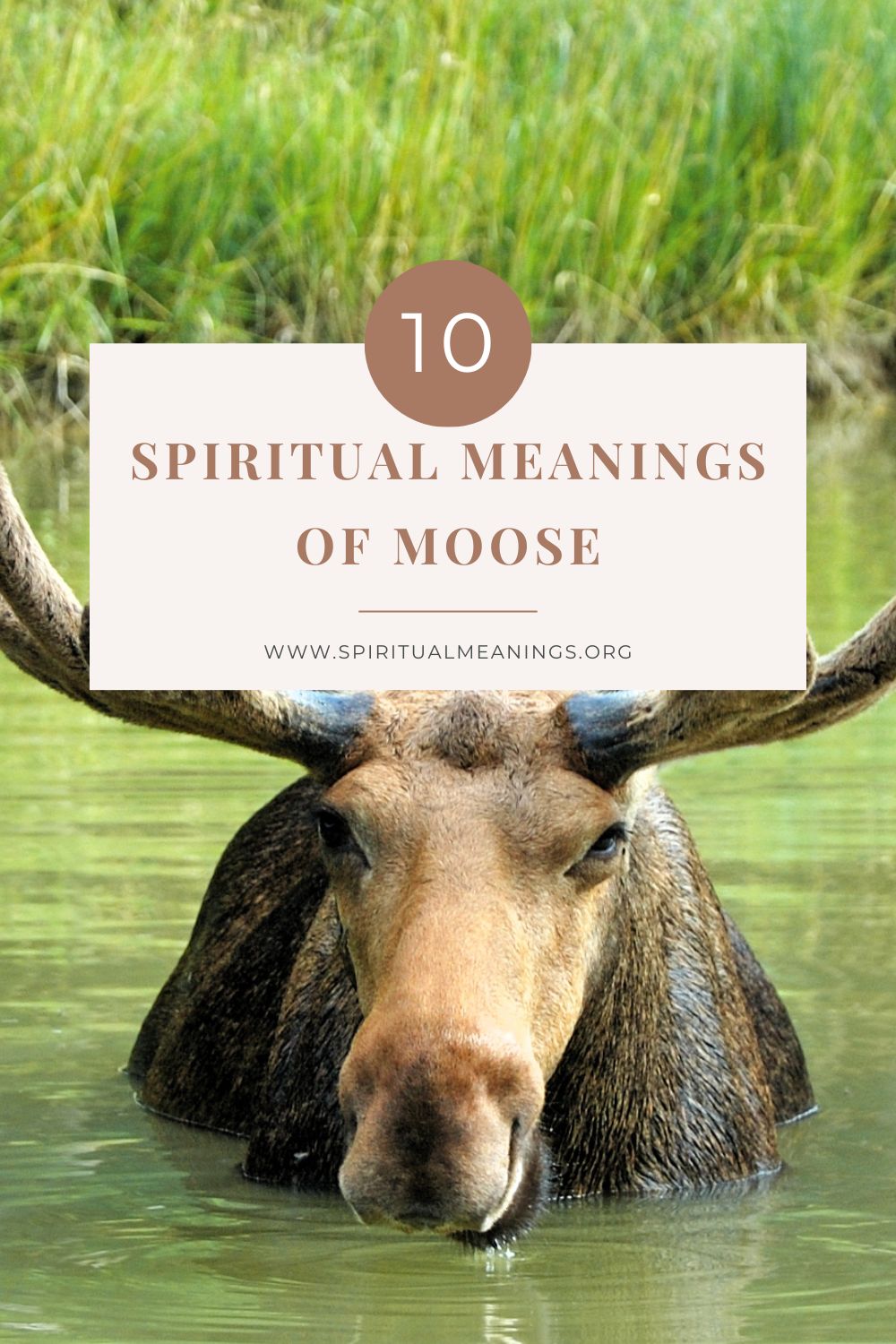 Spiritual Meanings of Moose
