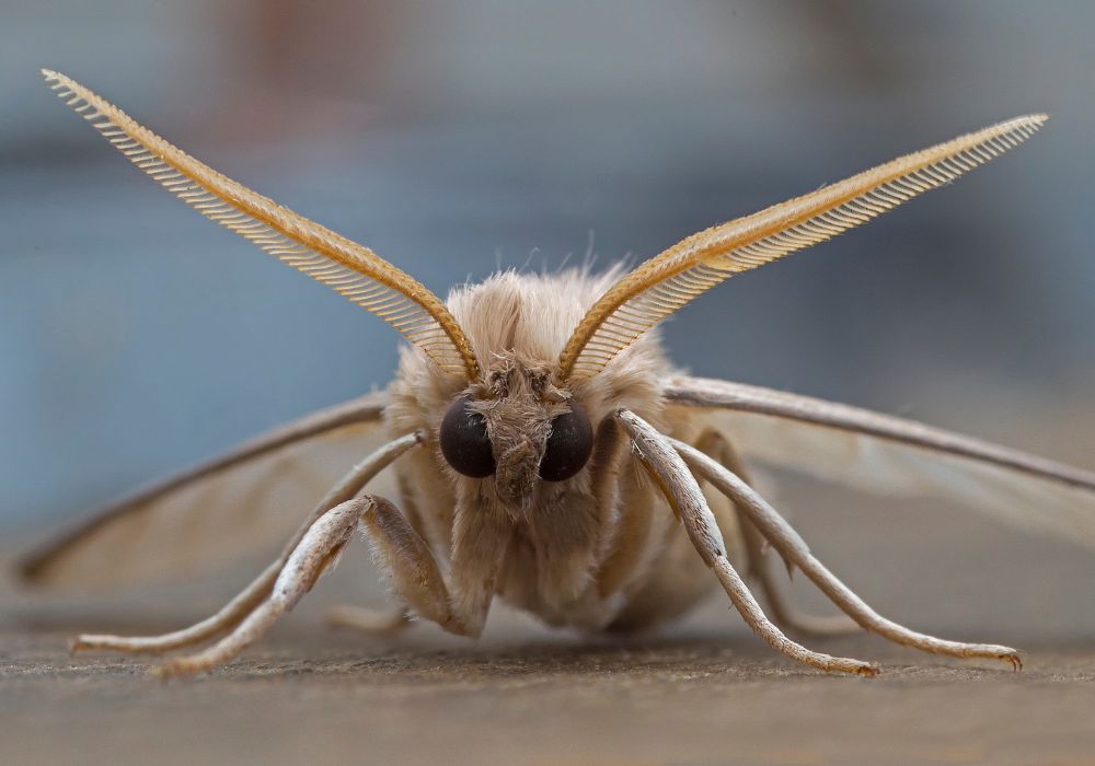 Spiritual Meanings of Moths