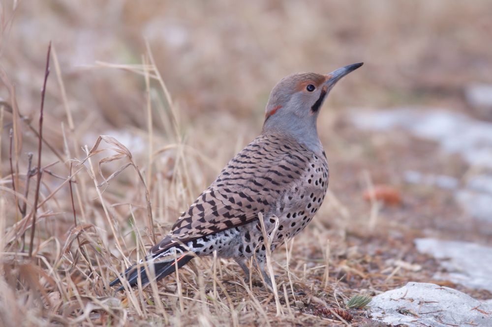Spiritual Meanings of Northern Flicker Encounters