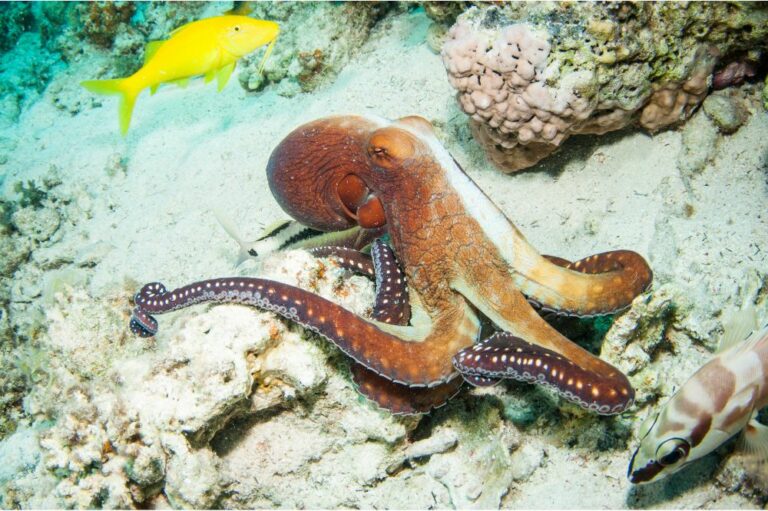 9 Spiritual Meanings of Octopus (Symbolism)