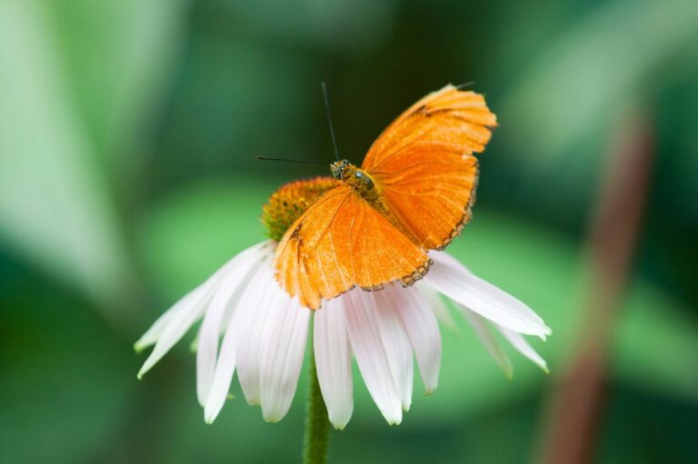 19 Spiritual Meanings of Orange Butterfly