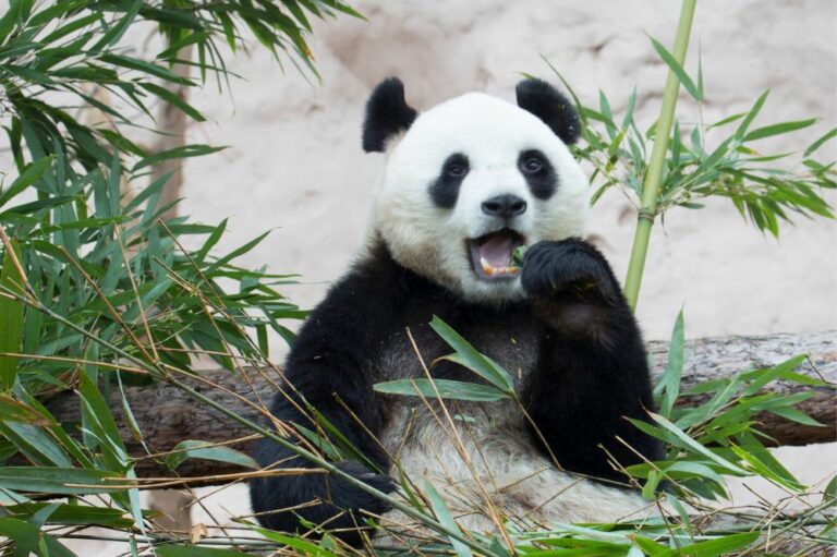 11 Spiritual Meanings of Panda